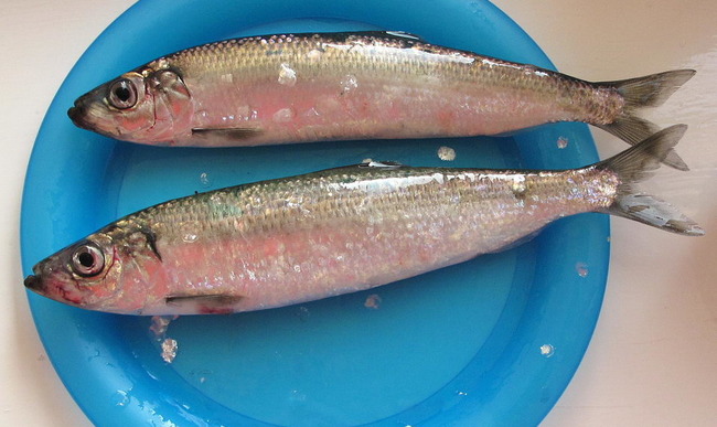 Nos plus belles recettes pour apprécier le hareng frais, salé ou fumé