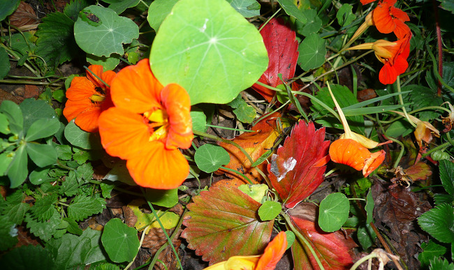 Recettes de capucine : des idées de recettes faciles et originales