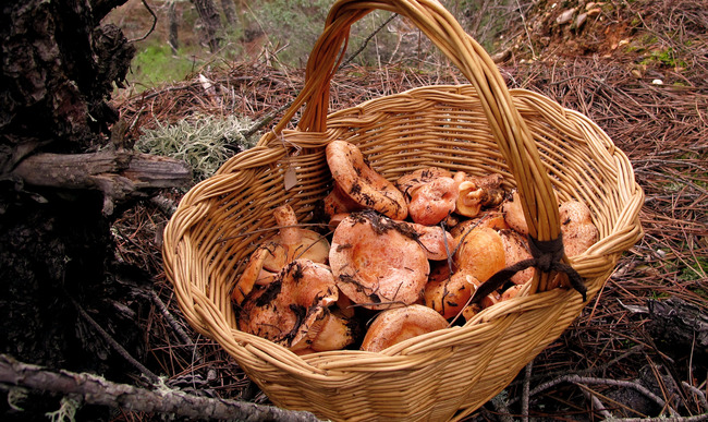 Conserves De Champignons Sanguins à Lhuile