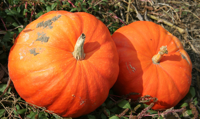 Recettes De Potiron Et De Vanille